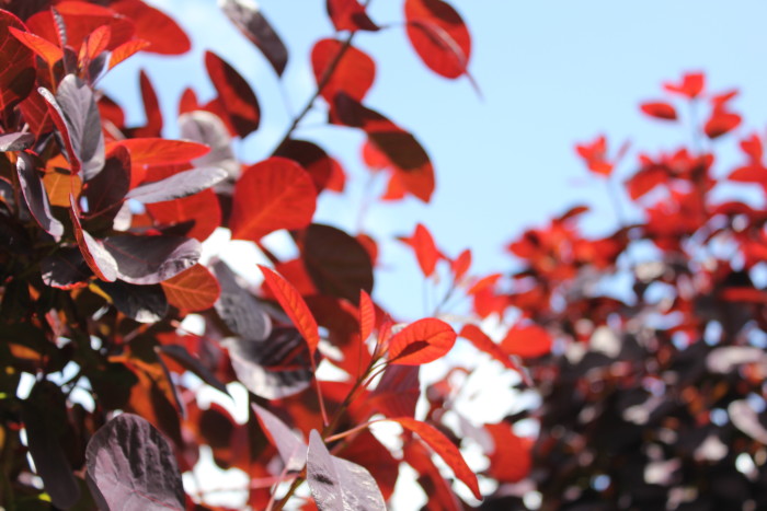 Foliage, Centrepiece, Amelia Addis, Christmas, Table setting, Styling