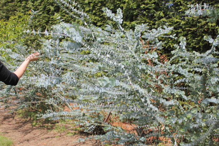 Foliage, Centrepiece, Amelia Addis, Christmas, Table setting, Styling